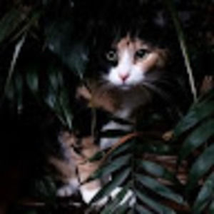 Meet your Posher, Bella